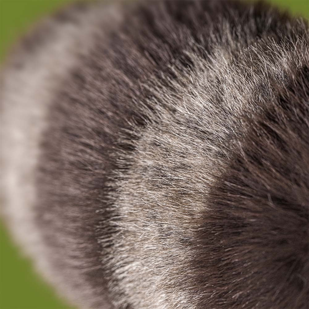 Jellycat - trixiwoo raccoon